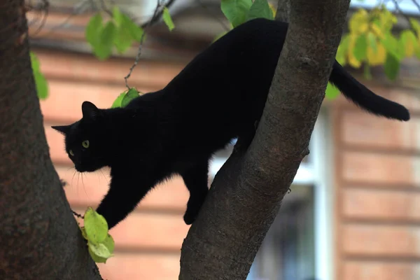 Портрет Милий Чорний Дикий Кіт — стокове фото