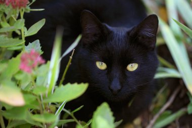 Şirin pofuduk siyah kedi portresi