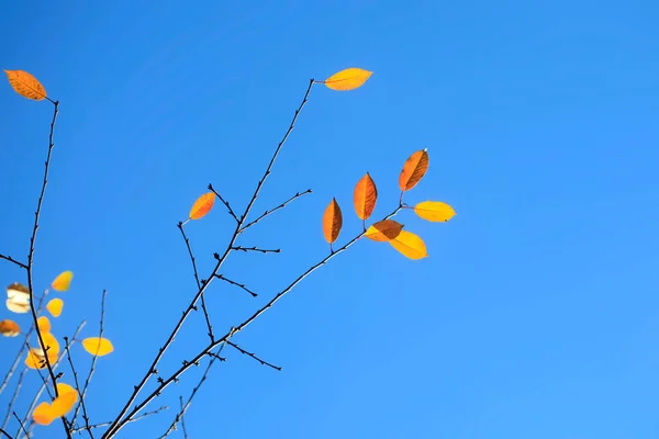 Colorful Autumn Leaves Nature Background — Stock Photo, Image