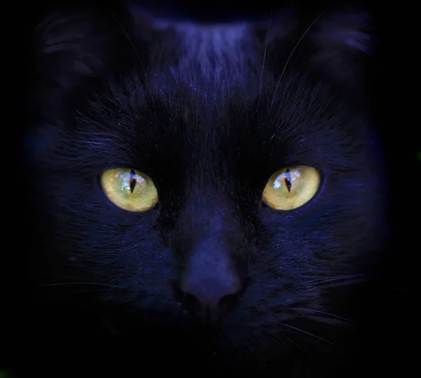 Portrait Cute Fluffy Black Cat — Stock Photo, Image