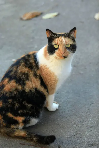 Retrato Gato Rua Selvagem Bonito — Fotografia de Stock