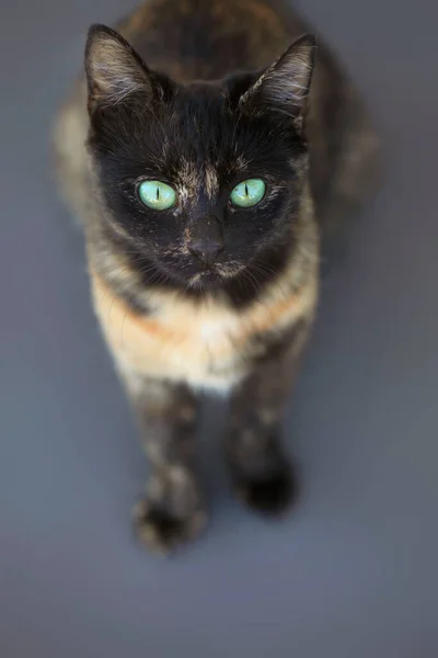 Aranyos Vad Zöld Szemű Macska Portréja — Stock Fotó