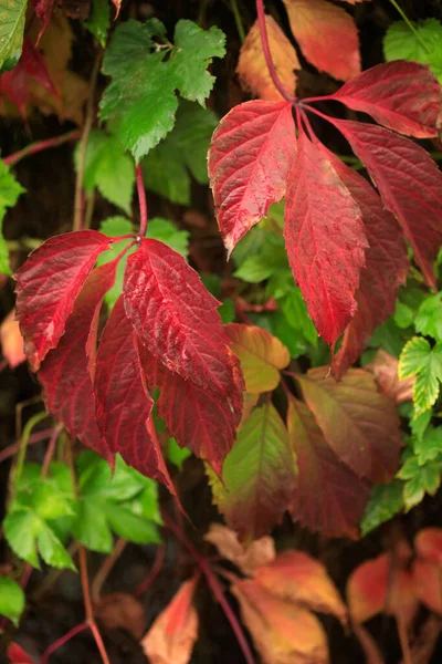 Färgglada Höst Löv Naturen Bakgrund — Stockfoto
