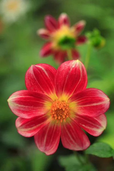 stock image Colorful summer flowers in nature background