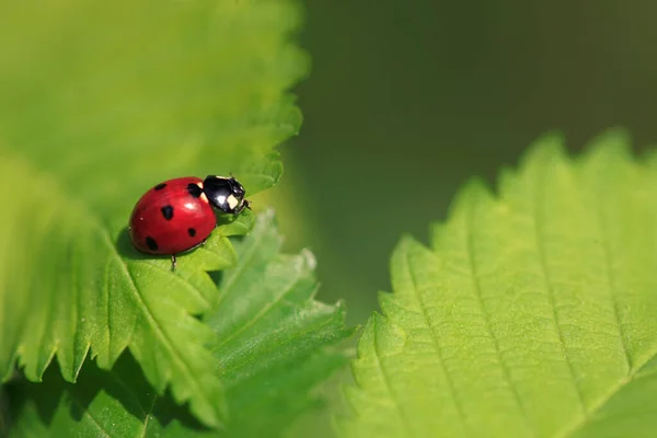 Red Ladybug Sitting Leaf — Stock Photo, Image