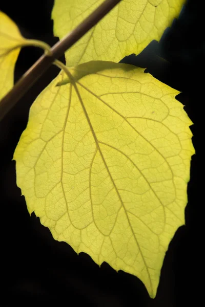 Yellow Leaf Black Background — Stock Photo, Image