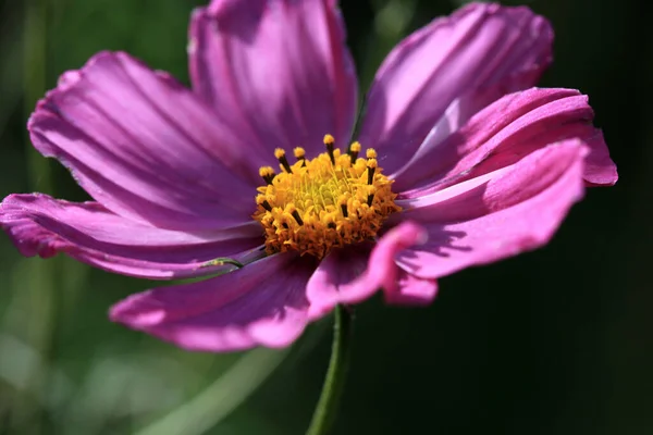 Фиолетовый Цветок Косомо Фоне Природы — стоковое фото
