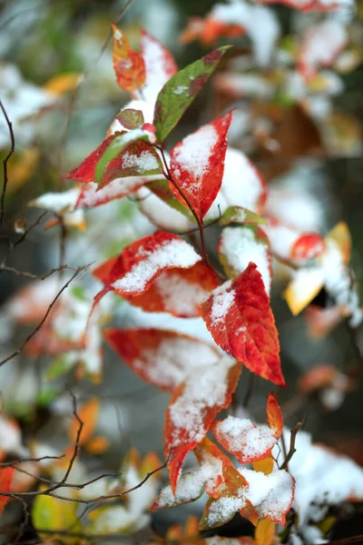 Bunte Herbstpflanzen Unter Schnee — Stockfoto