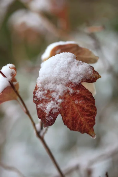 Coloridas Plantas Otoñales Bajo Nieve — Foto de Stock