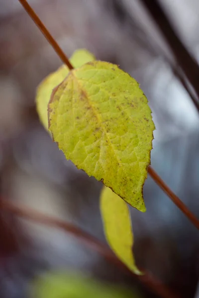 Folhas Verdes Fundo Outono — Fotografia de Stock