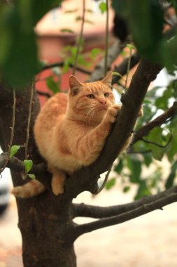 Ağaçta oturan kırmızı kedinin portresi