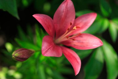 Bahar bahçesinde pembe zambaklar