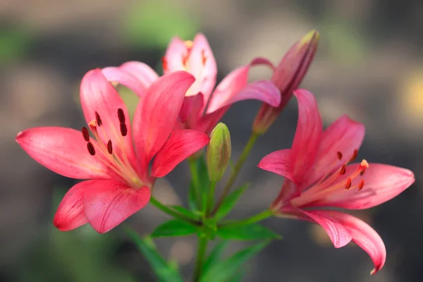 정원에 분홍빛 — 스톡 사진