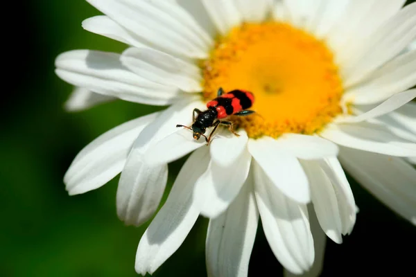 Striped Bug Sitting Flower — Stock Photo, Image