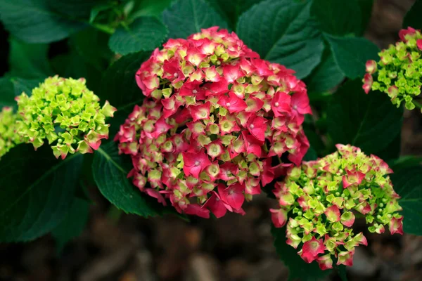 Färgglada Blommor Sommarträdgården — Stockfoto