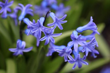 Bahar bahçesinde renkli bitkiler