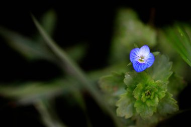 Bahar bahçesinde renkli bitkiler