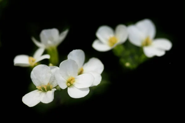 Bunte Pflanzen Frühlingsgarten — Stockfoto