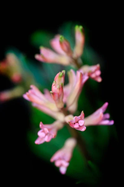 Kleurrijke Planten Voorjaarstuin — Stockfoto