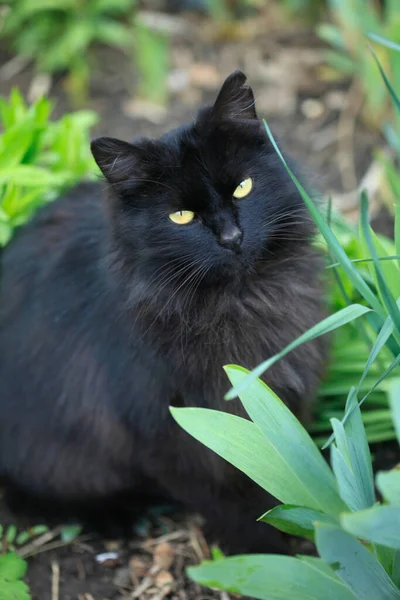 Retrato Gato Preto Sentado Grama — Fotografia de Stock