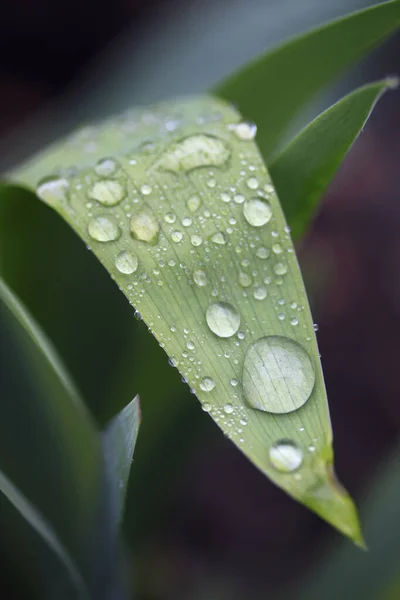 Barevné Jarní Rostliny Dešti — Stock fotografie