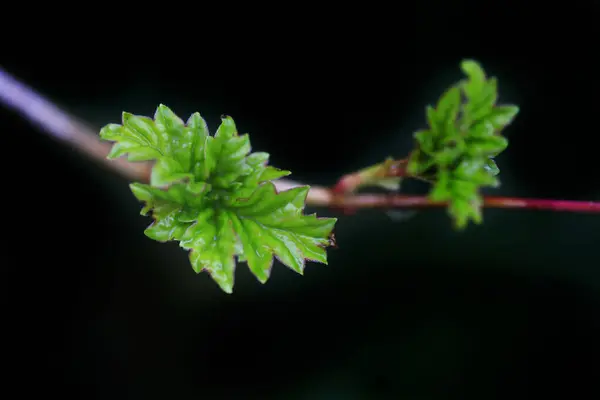 Plantas Primavera Coloridas Após Chuva — Fotografia de Stock