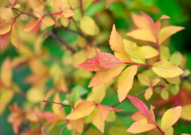 Bahçede renkli bahar çiçekleri