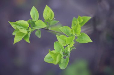 Bahçede renkli bahar çiçekleri