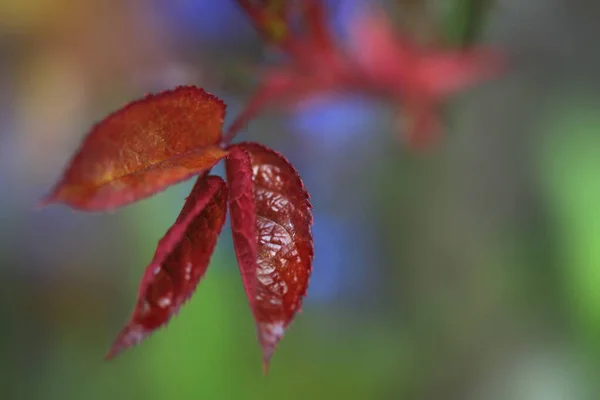 Colorida Flor Primavera Jardín — Foto de Stock