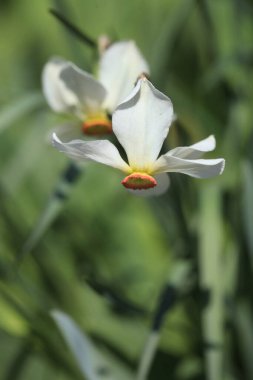 Doğada renkli bahar bitkileri