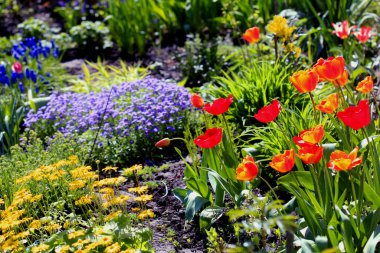 Doğada renkli bahar bitkileri