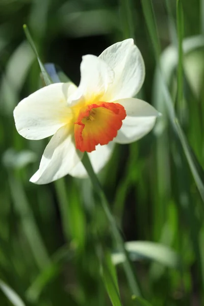 Färgglada Våren Växter Naturen Bakgrund — Stockfoto