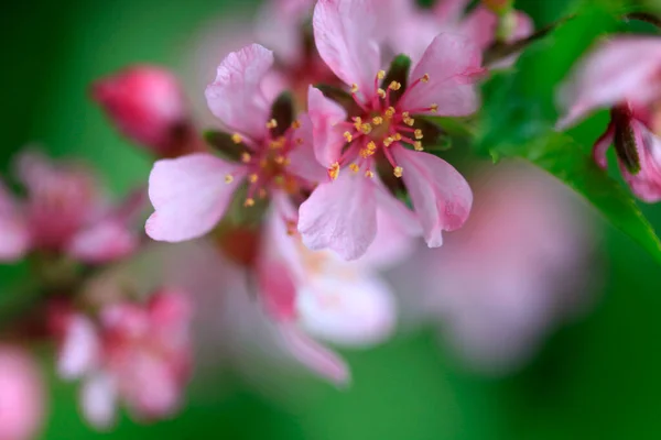 Rosa Och Vit Blomma Vårträdgården — Stockfoto