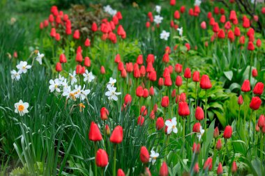 Bahar bahçesinde renkli laleler