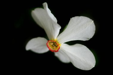 Bahar bahçesinde beyaz narsisler