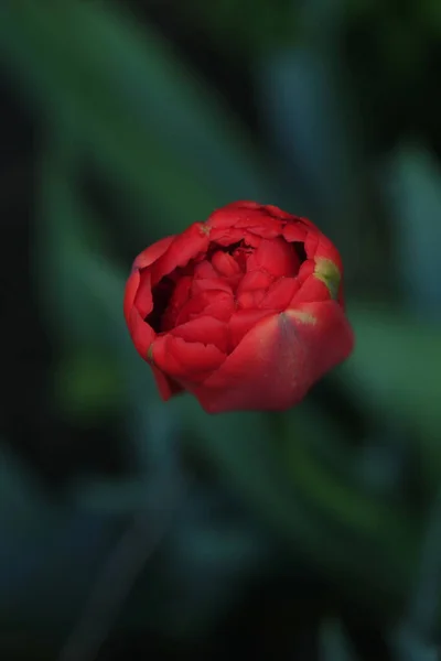 Tulipani Variopinti Giardino Primavera — Foto Stock