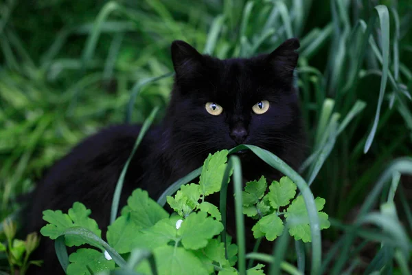 Retrato Gato Salvaje Negro — Foto de Stock