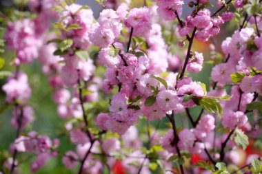 Doğada renkli bahar çiçekleri