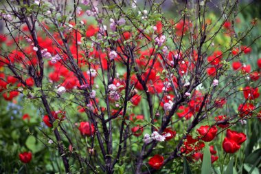 Doğada renkli bahar çiçekleri