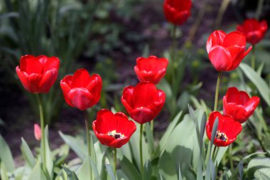 Doğada renkli bahar çiçekleri