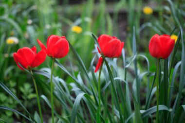 Doğada renkli bahar çiçekleri