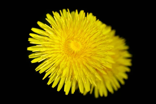 Πολύχρωμα Λουλούδια Της Άνοιξης Στο Φόντο Της Φύσης — Φωτογραφία Αρχείου