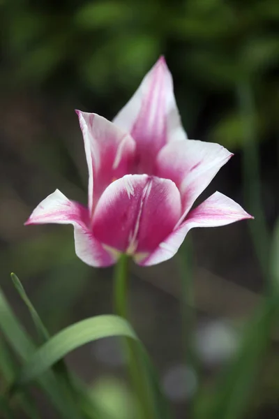 自然を背景にした色とりどりの春の花 — ストック写真