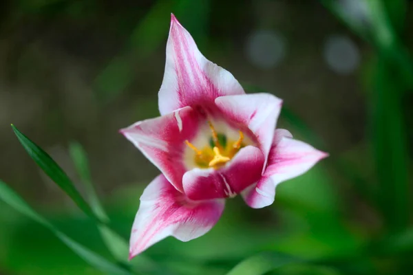 Kleurrijke Lente Bloemen Achtergrond Van Natuur — Stockfoto