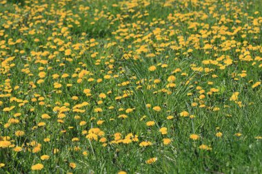 Doğada renkli bahar çiçekleri