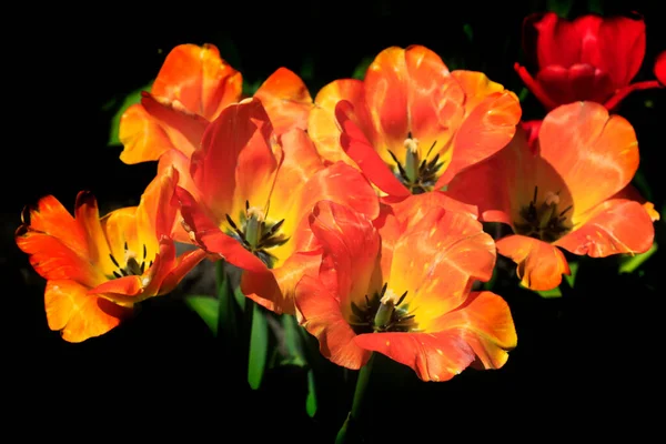 Barevné Jarní Květiny Pozadí Přírody — Stock fotografie