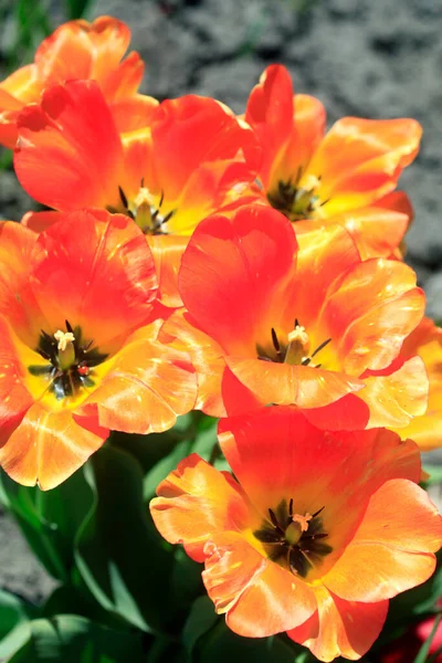 Bunte Frühlingsblumen Auf Natur Hintergrund — Stockfoto