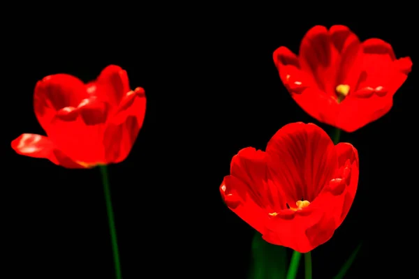 Flores Coloridas Primavera Fundo Natureza — Fotografia de Stock