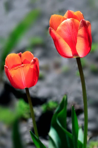 Barevné Jarní Květiny Pozadí Přírody — Stock fotografie