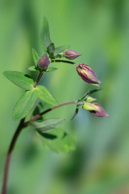 Renkli bahar çiçekleri ve bitkileri
